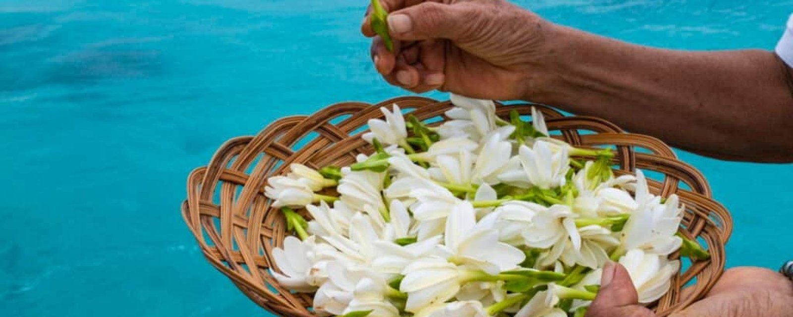 P2_10_2020-02-07-018 © Holger Leue-4184x2792 Que signifie la fleur à l’oreille ?