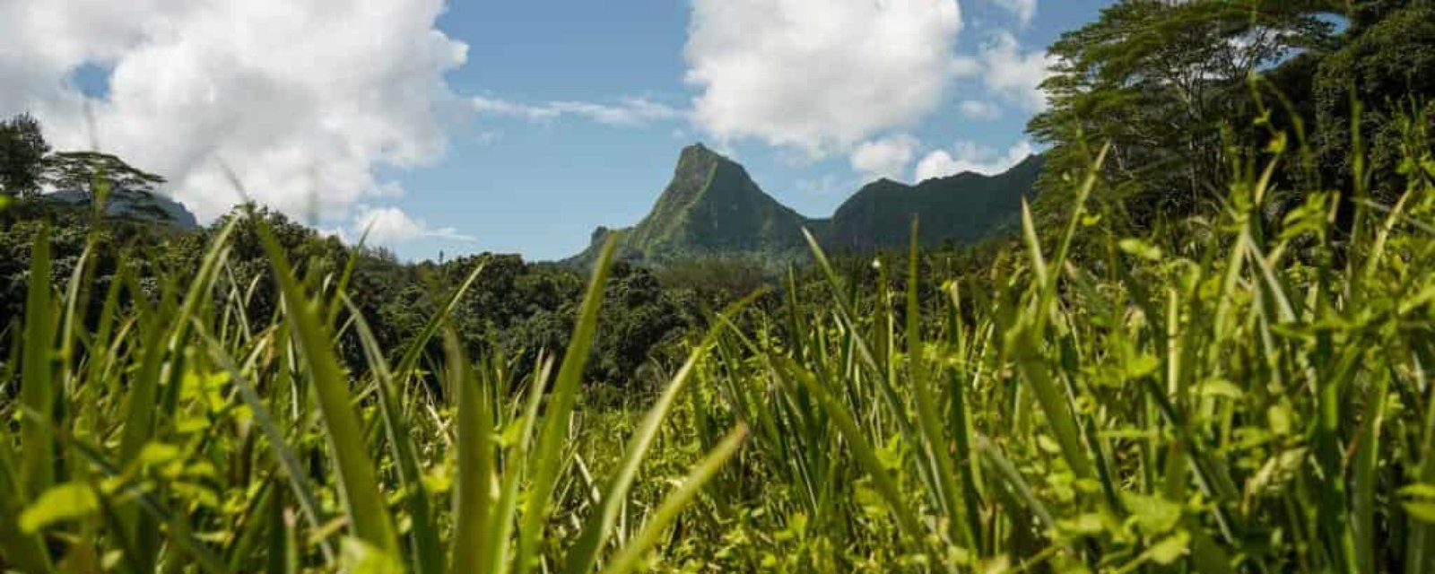 moorea Les différents dangers que tu pourrais rencontrer à Tahiti