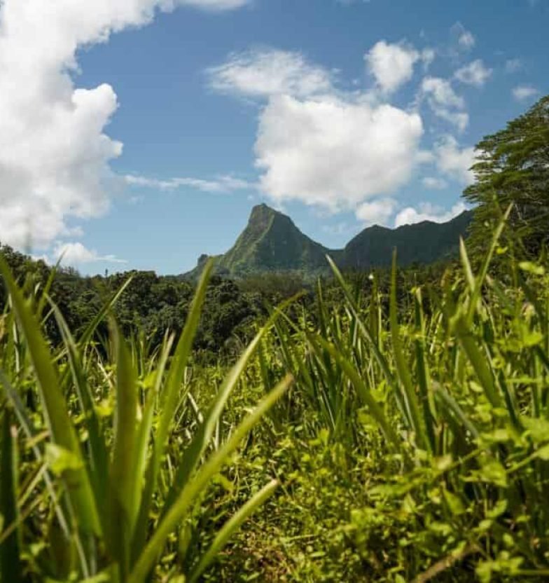 moorea moorea