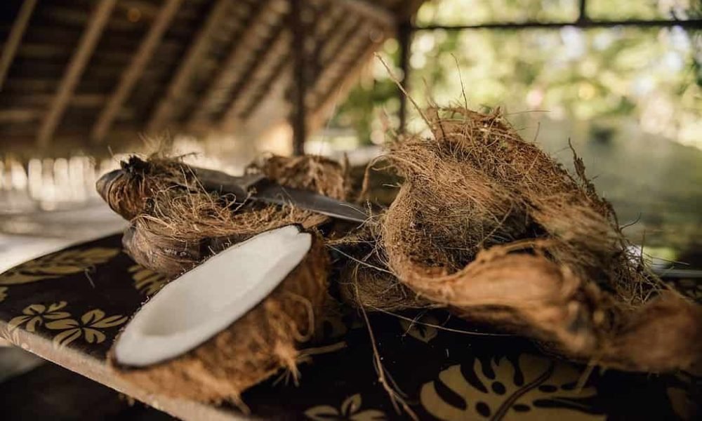 Tout est bon dans le Coco : eau, chair, lait, huile