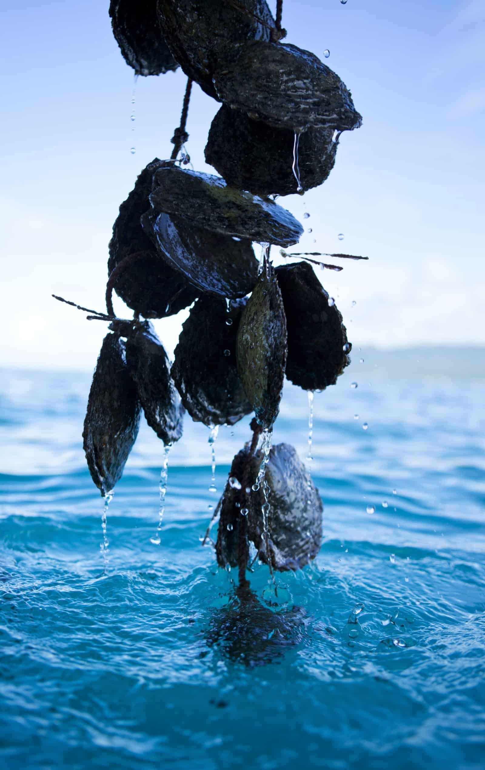 P2_10_TAHAA_01874-3331x5280 (1)