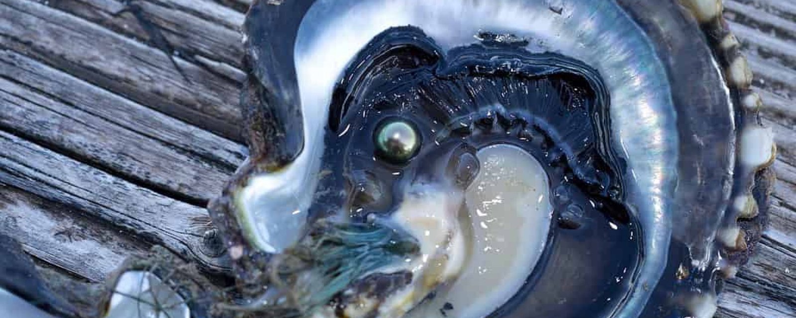 🌺 La nacre : le trésor irisé des lagons polynésiens 🌺