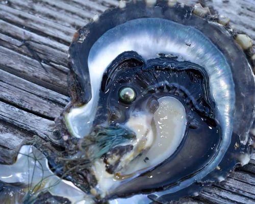 🌺 La nacre : le trésor irisé des lagons polynésiens 🌺