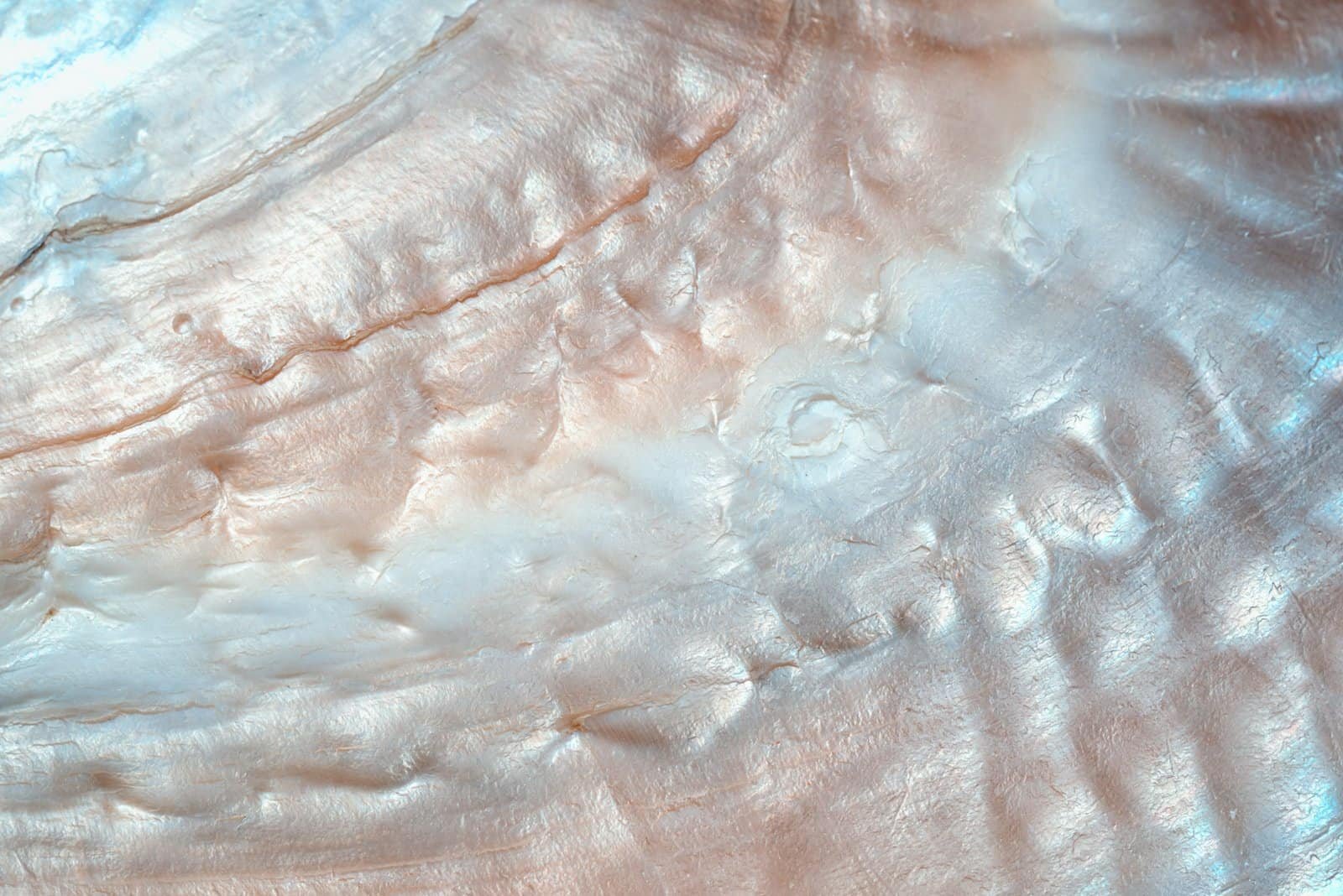 Luxury,Nacre,Seashell,Background,Texture,Close,Up