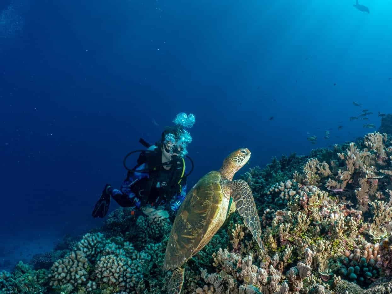 FLUID Turtle