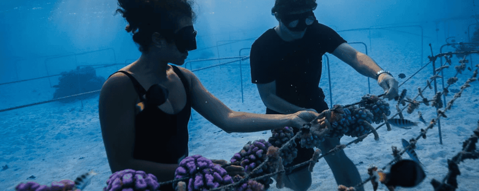 Untitled design (4) Sauver les coraux à Tahiti et Moorea : et si c’était toi le héros du lagon ?