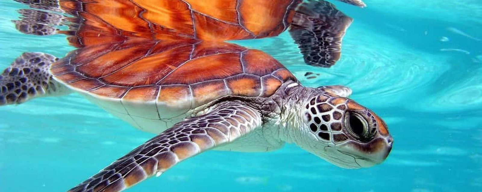 te mana Rejoins la Mission de Sauvegarde des Tortues Marines à Tahiti