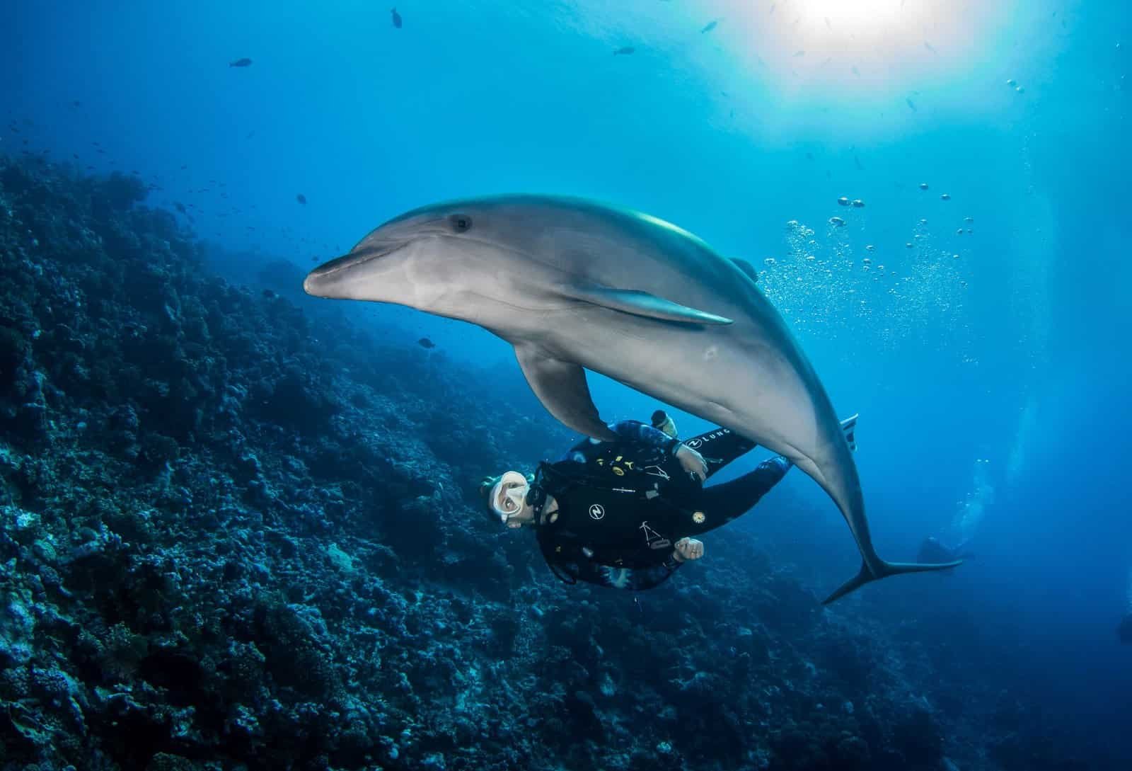 P2_FAKARAVA_Combo avec un dauphin de Rangiroa Ou'a-13_© Bernard Beaussier-4724x3216