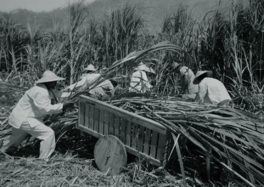 Extrait du documentaire Chim son Kung - De canton à Tahiti Extrait du documentaire Chim son Kung - De canton à Tahiti