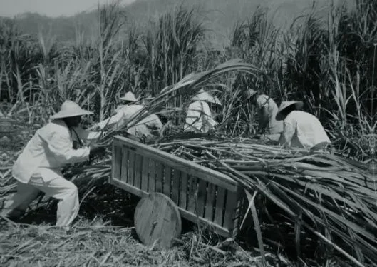 Extrait du documentaire Chim son Kung - De canton à Tahiti Extrait du documentaire Chim son Kung - De canton à Tahiti
