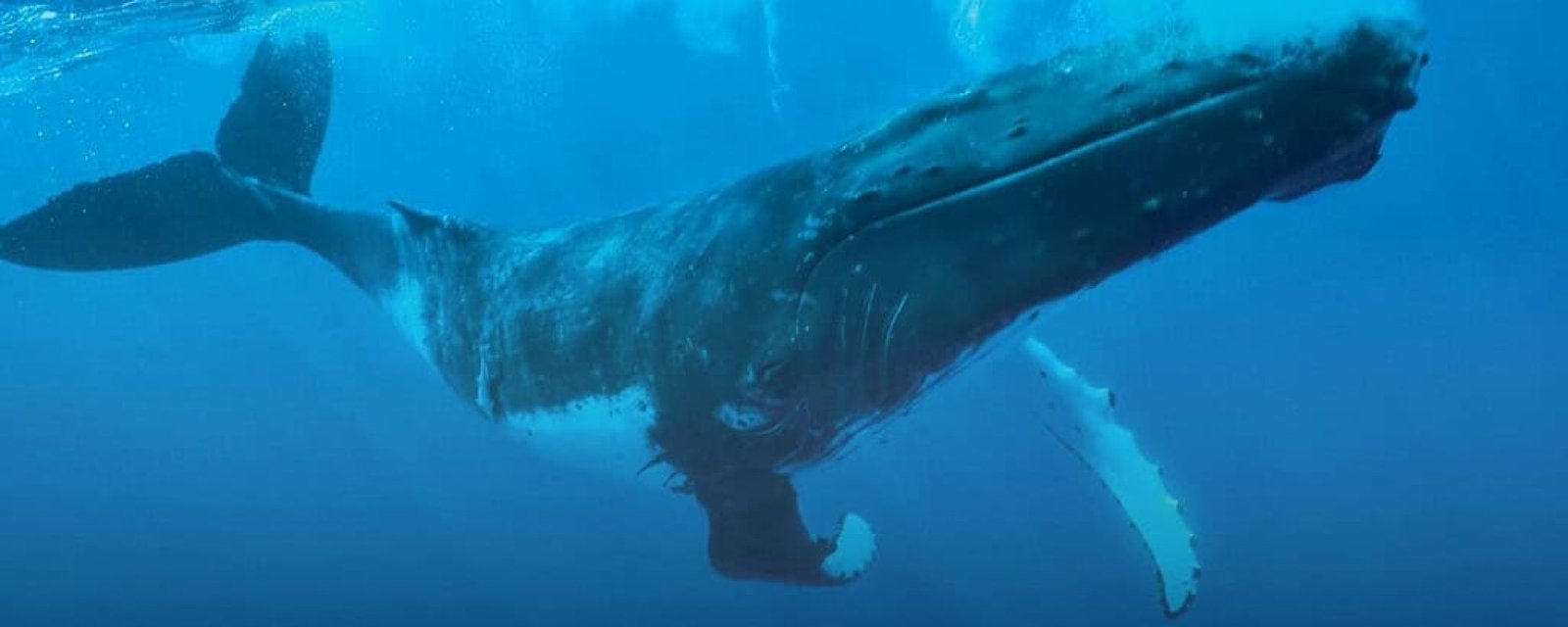 P1_11_Big_V1 © Grégoire Le Bacon Saison des baleines en Polynésie : observez les géants de l’océan dès le 20 Juillet