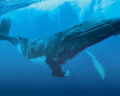 P1_11_Big_V1 © Grégoire Le Bacon