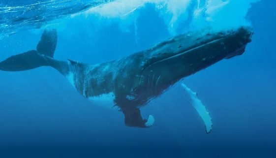 P1_11_Big_V1 © Grégoire Le Bacon