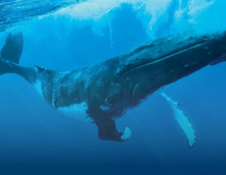 P1_11_Big_V1 © Grégoire Le Bacon