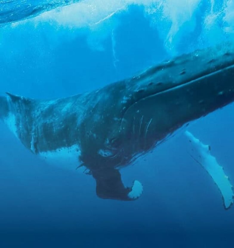 P1_11_Big_V1 © Grégoire Le Bacon