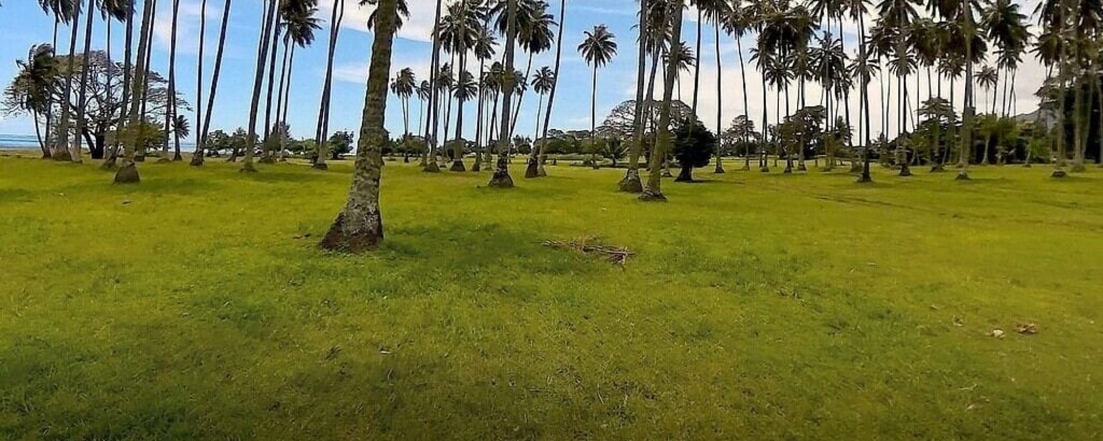 coconut-trees-tahiti-anoe-guide La cocoteraie d’Atimaono : un coin paisible… chargé d’histoire