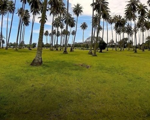 coconut-trees-tahiti-anoe-guide