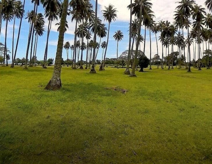 coconut-trees-tahiti-anoe-guide