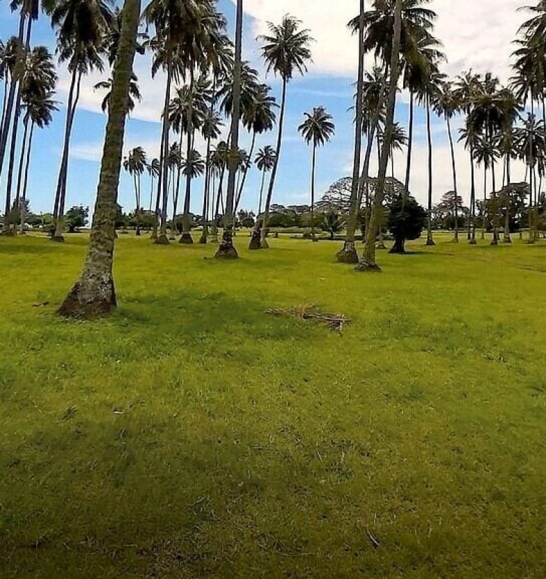 coconut-trees-tahiti-anoe-guide coconut-trees-tahiti-anoe-guide