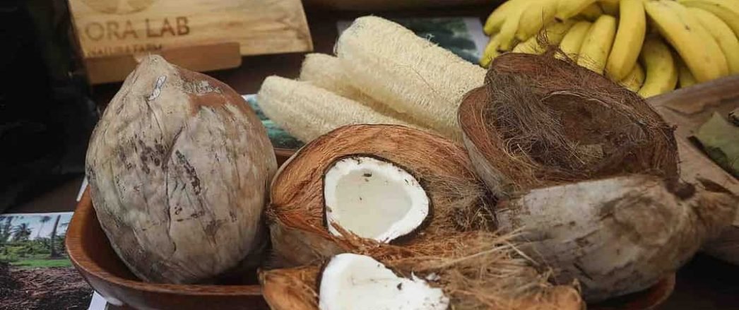 © Peter Rongomate Journée mondiale du cocotier à Raʻiātea