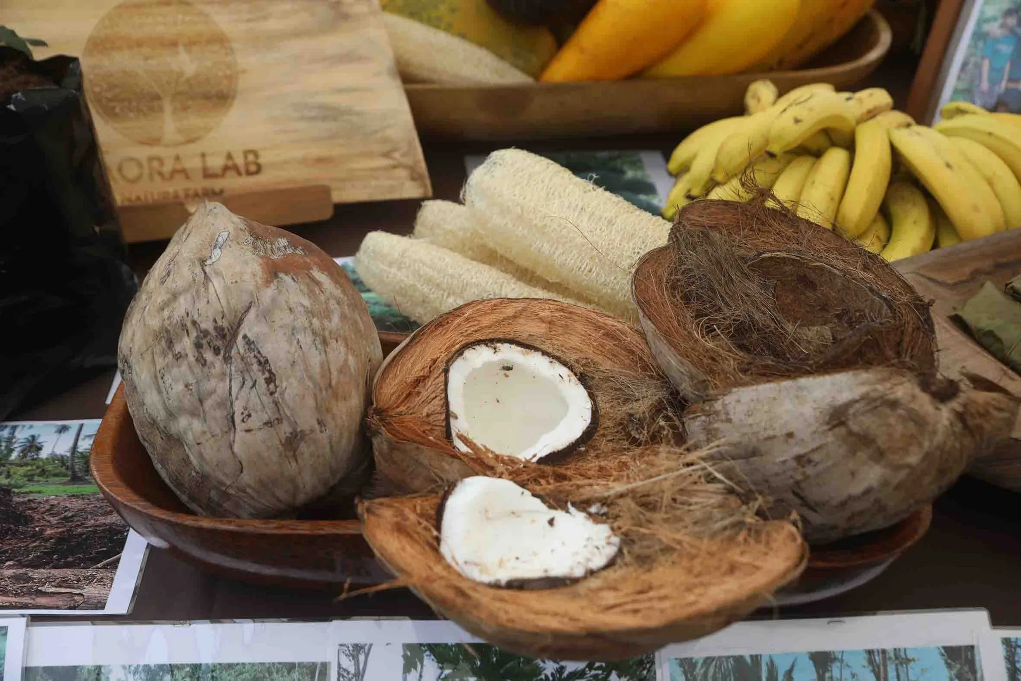 World Coconut Tree Day in Raʻiātea