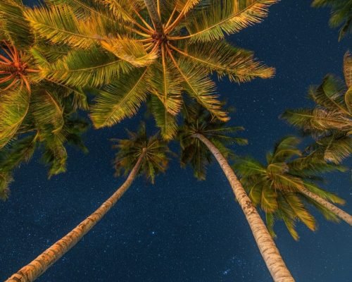 Inspirational,Beautiful,Nature,View.,Starry,Night,Sky,Against,With,Coconut