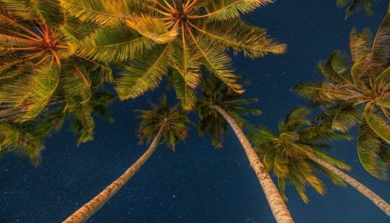 Inspirational,Beautiful,Nature,View.,Starry,Night,Sky,Against,With,Coconut