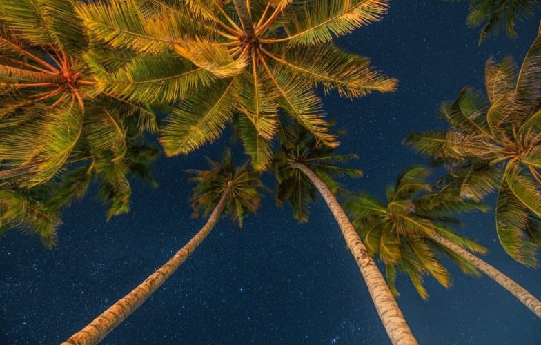 Inspirational,Beautiful,Nature,View.,Starry,Night,Sky,Against,With,Coconut