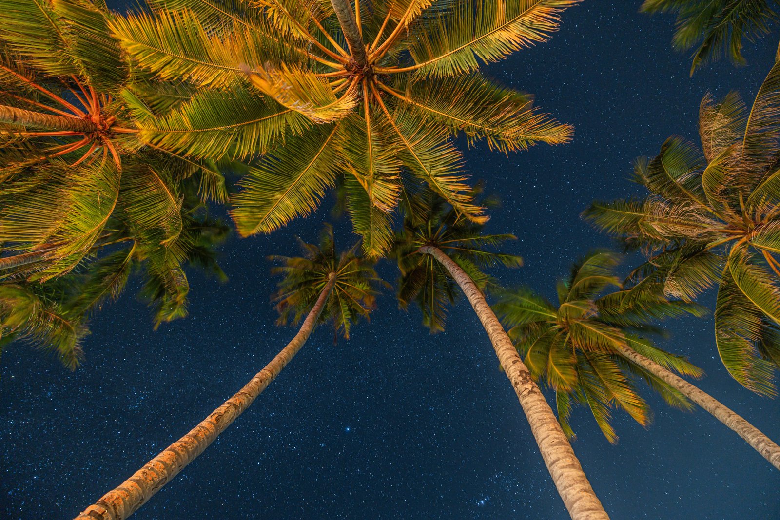 Inspirational,Beautiful,Nature,View.,Starry,Night,Sky,Against,With,Coconut
