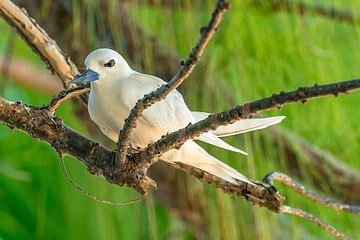 Visiter le motu aux oiseaux et observer les sternes blanches