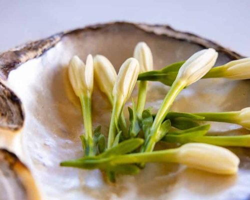 Tiare Tahiti : la fleur qui accueille chaque voyageur