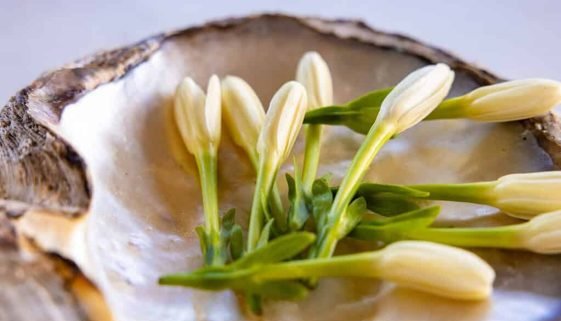 Tiare Tahiti : la fleur qui accueille chaque voyageur