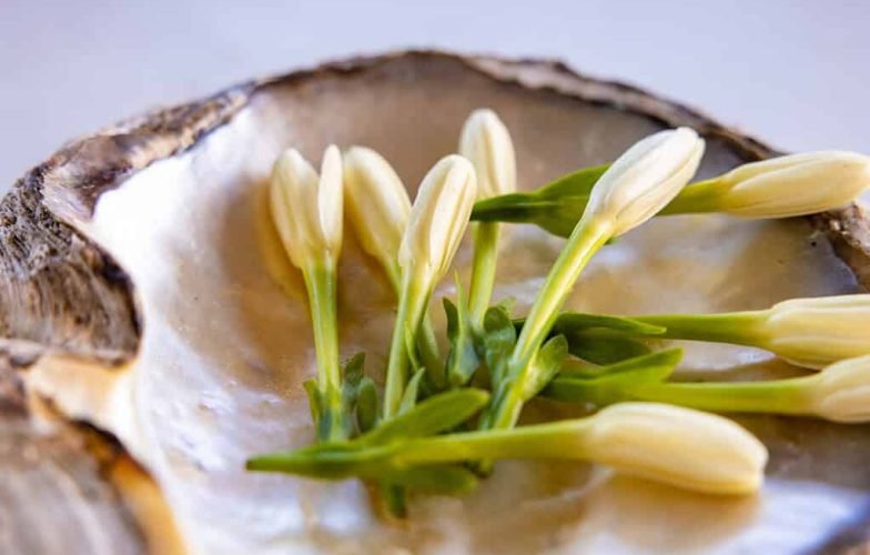 Tiare Tahiti : la fleur qui accueille chaque voyageur