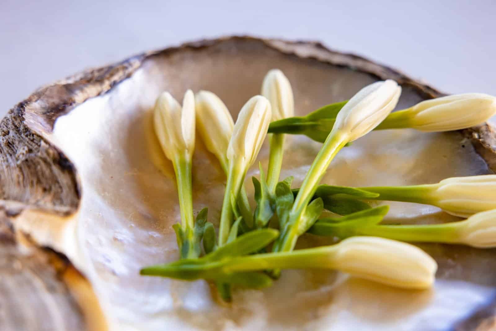 Tiare Tahiti : la fleur qui accueille chaque voyageur