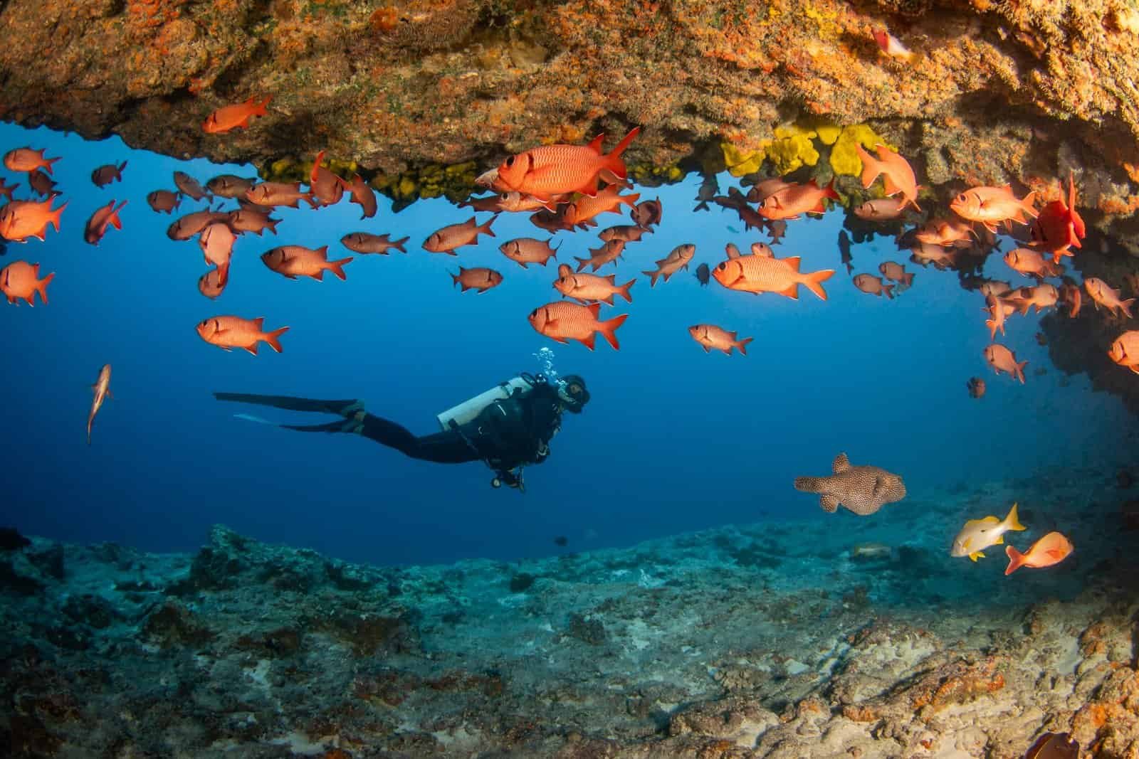 The must-see diving spots in French Polynesia - ANOE Guide, ton ...