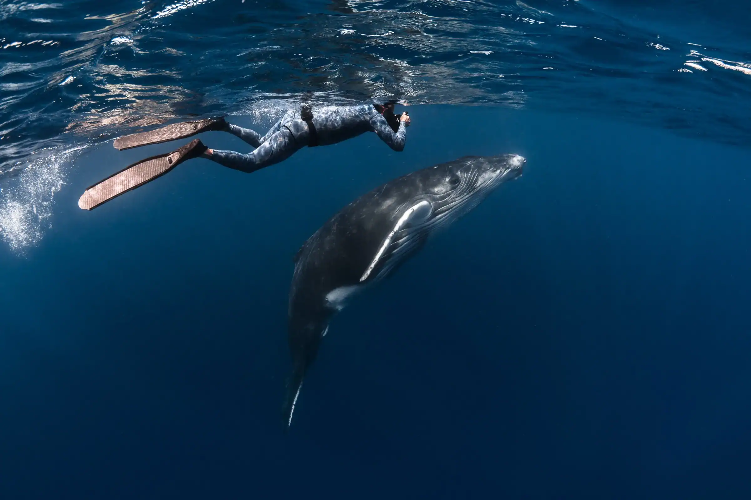 Swimming alongside whales in French Polynesia