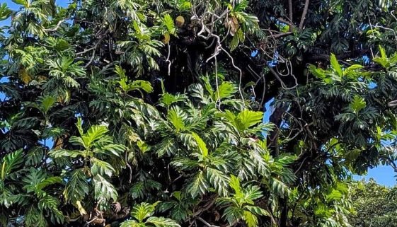 Arbre à pain (uru) en bord de lagon, Polynésie française