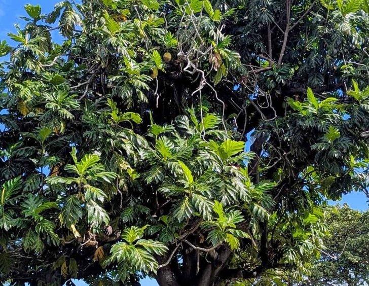 Arbre à pain (uru) en bord de lagon, Polynésie française