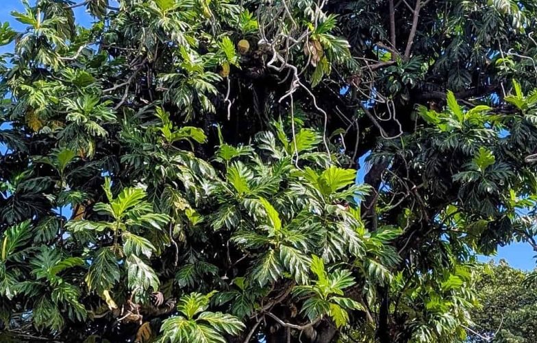 Arbre à pain (uru) au bord du lagon en Polynésie française, Moorea à l'horizon