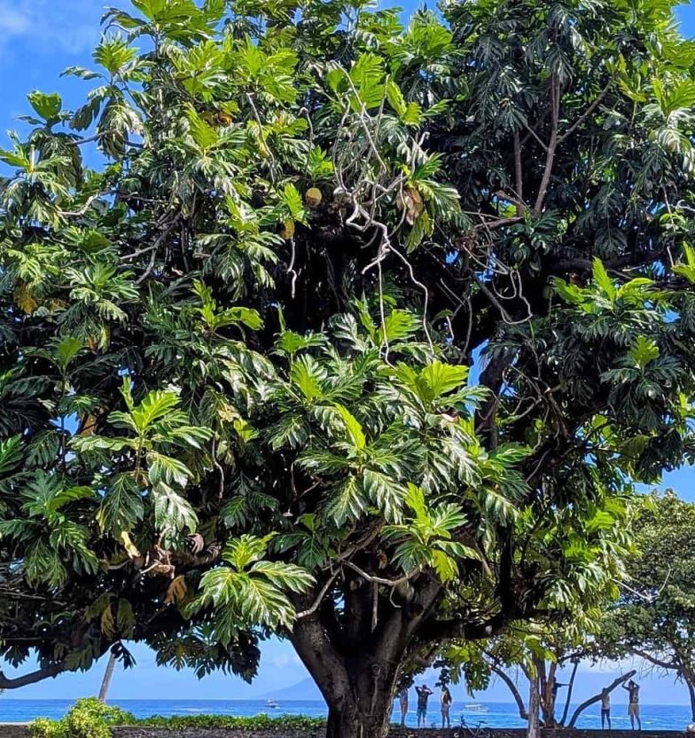 Arbre à pain (uru) en bord de lagon, Polynésie française