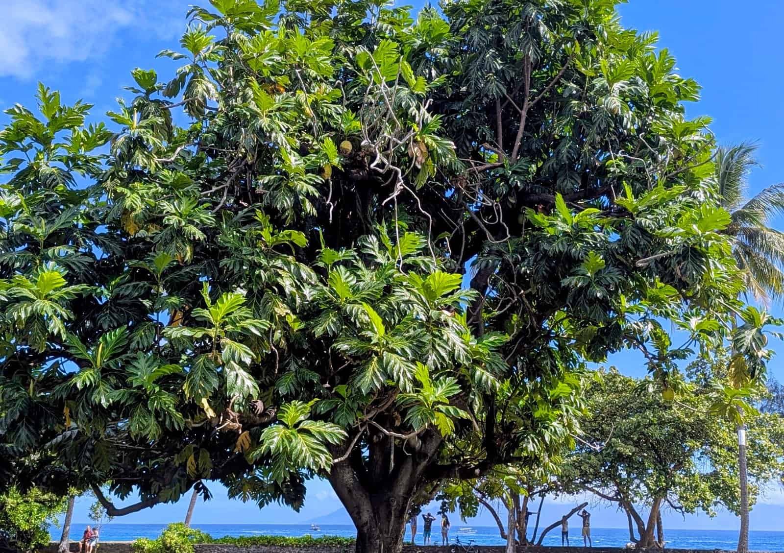 Arbre à pain (uru) en bord de lagon, Polynésie française Emblematic Trees of French Polynesia