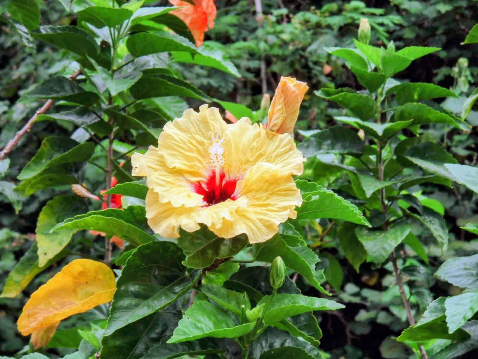 Yellow &rsquo;aute (hibiscus) flower with a red heart and a long protruding staminal column