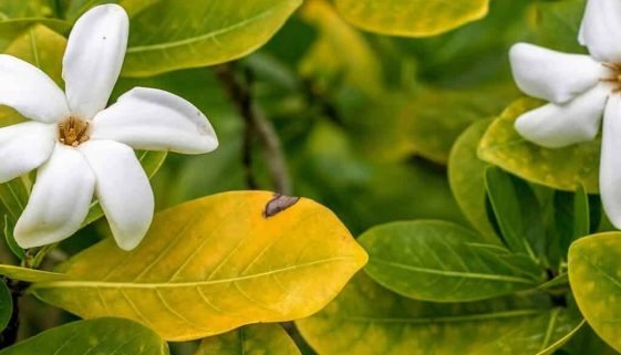 Tiare Tahiti (Gardenia taitensis), fleur emblématique de Polynésie