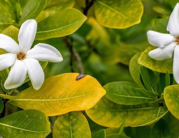Tiare Tahiti (Gardenia taitensis), fleur emblématique de Polynésie