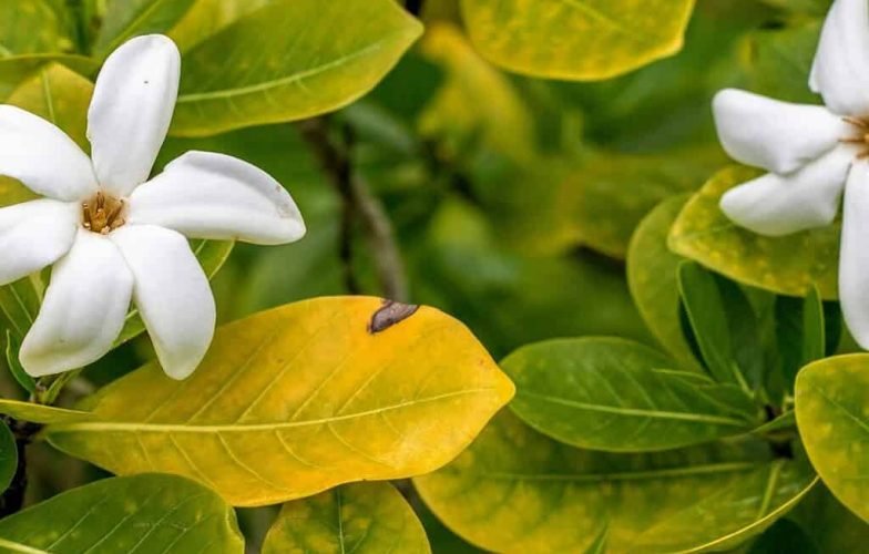 Fleurs de tiare Tahiti (Gardenia taitensis) sur l'arbuste