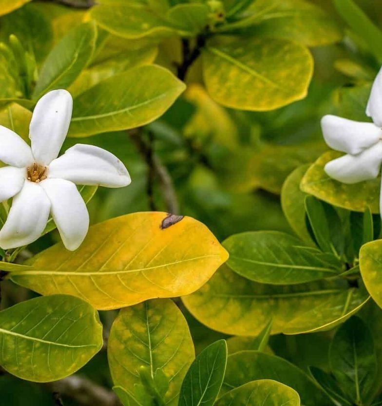 Tiare Tahiti (Gardenia taitensis), fleur emblématique de Polynésie