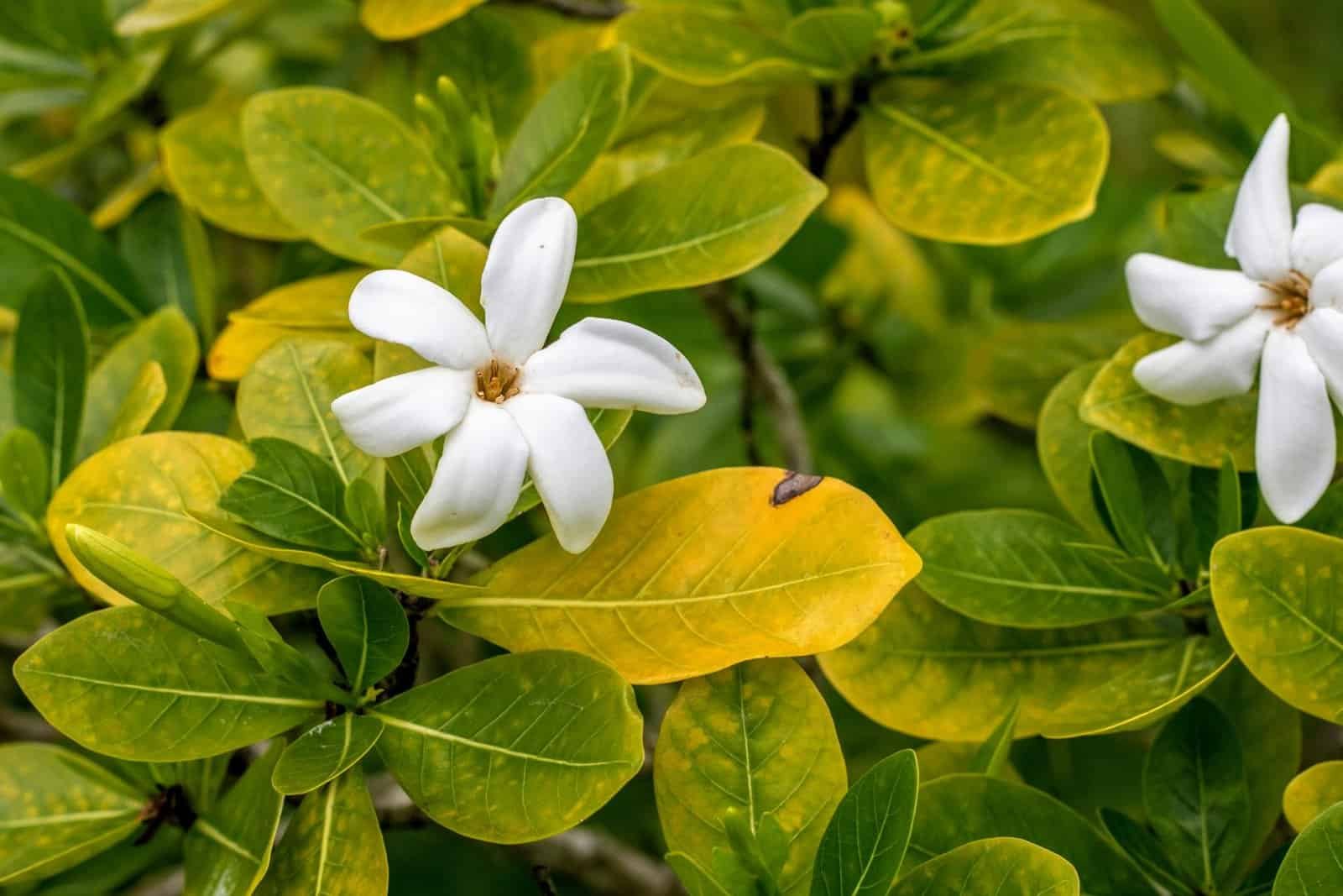 Emblematic Flowers of French Polynesia